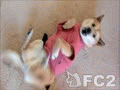 動画:仰向けで、くねくねしながら、手足を上下させる犬・abby(8歳)<スローバージョン>