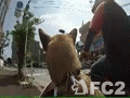 動画:モンキーサイドカー SidecarDog